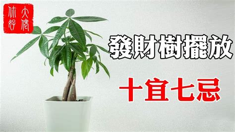 發財樹禁忌|發財樹擺放位置風水：不可不知的風水奧祕